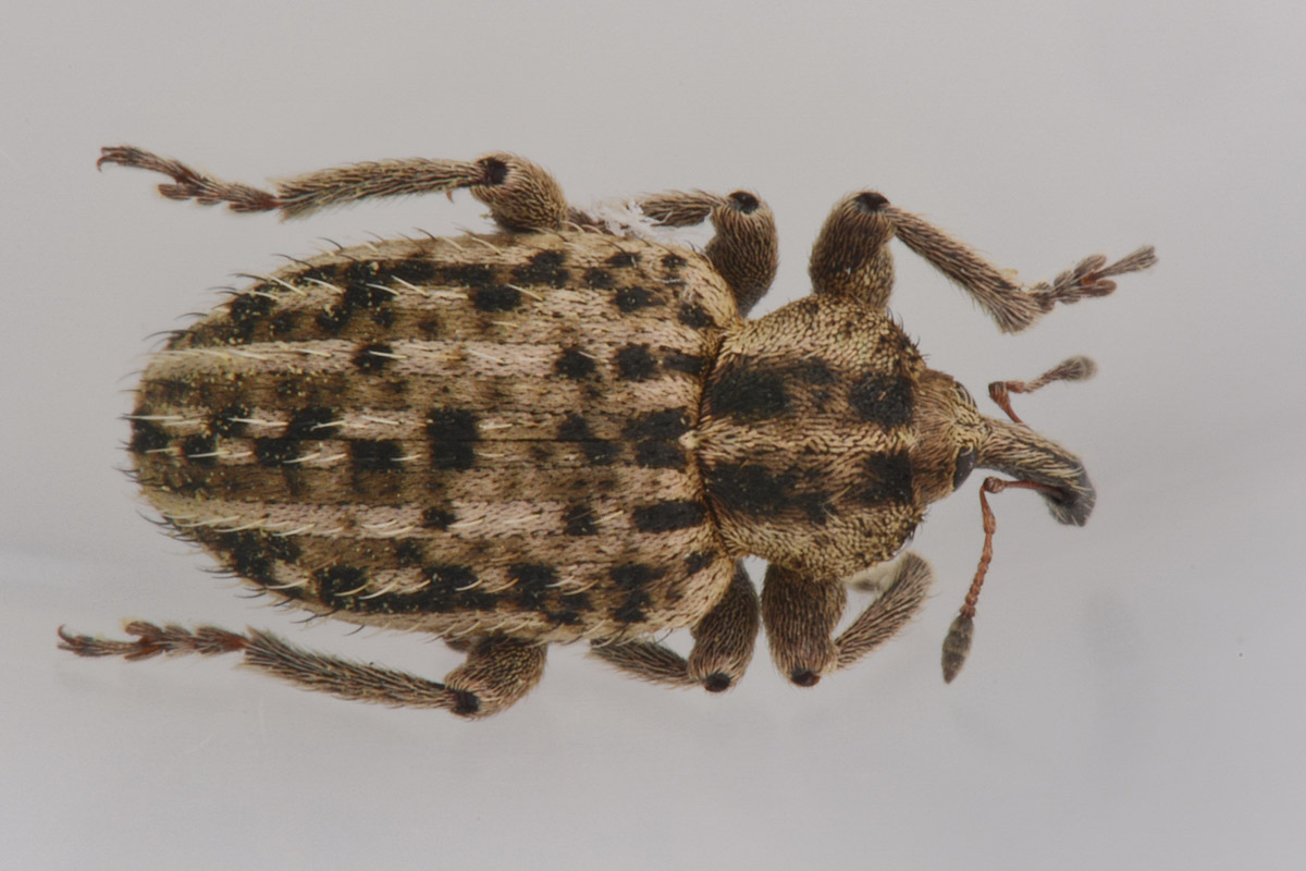 Curculionidae:  Hypera sp?    S, Hypera (Tigrinellus) pastinacae